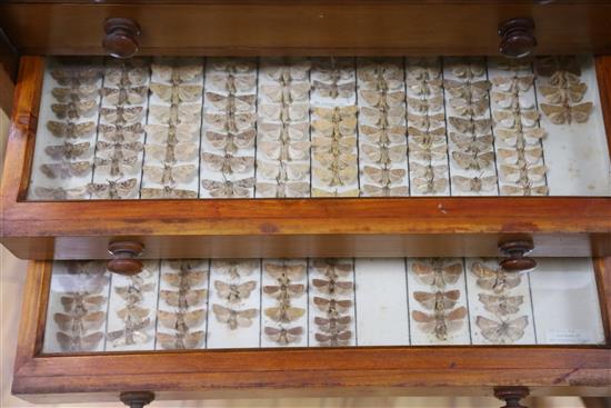 A Victorian mahogany and deal collector cabinet of moth specimens, by J.T Crockett & Son, W.52cm D.47cm H.135cm